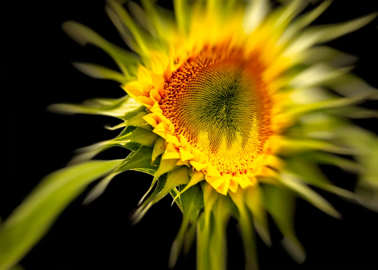 Sunny Side Up