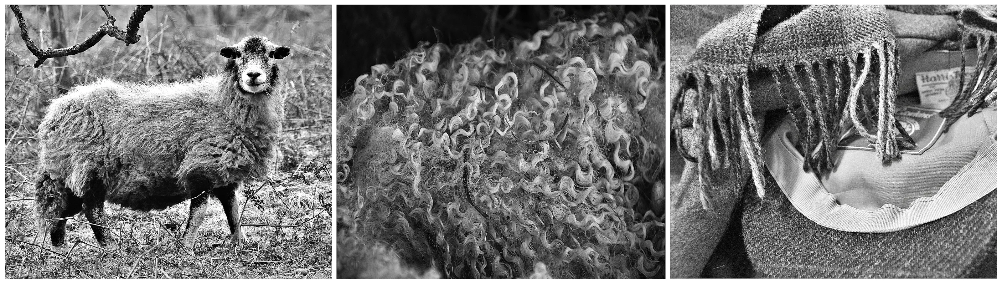 Wool