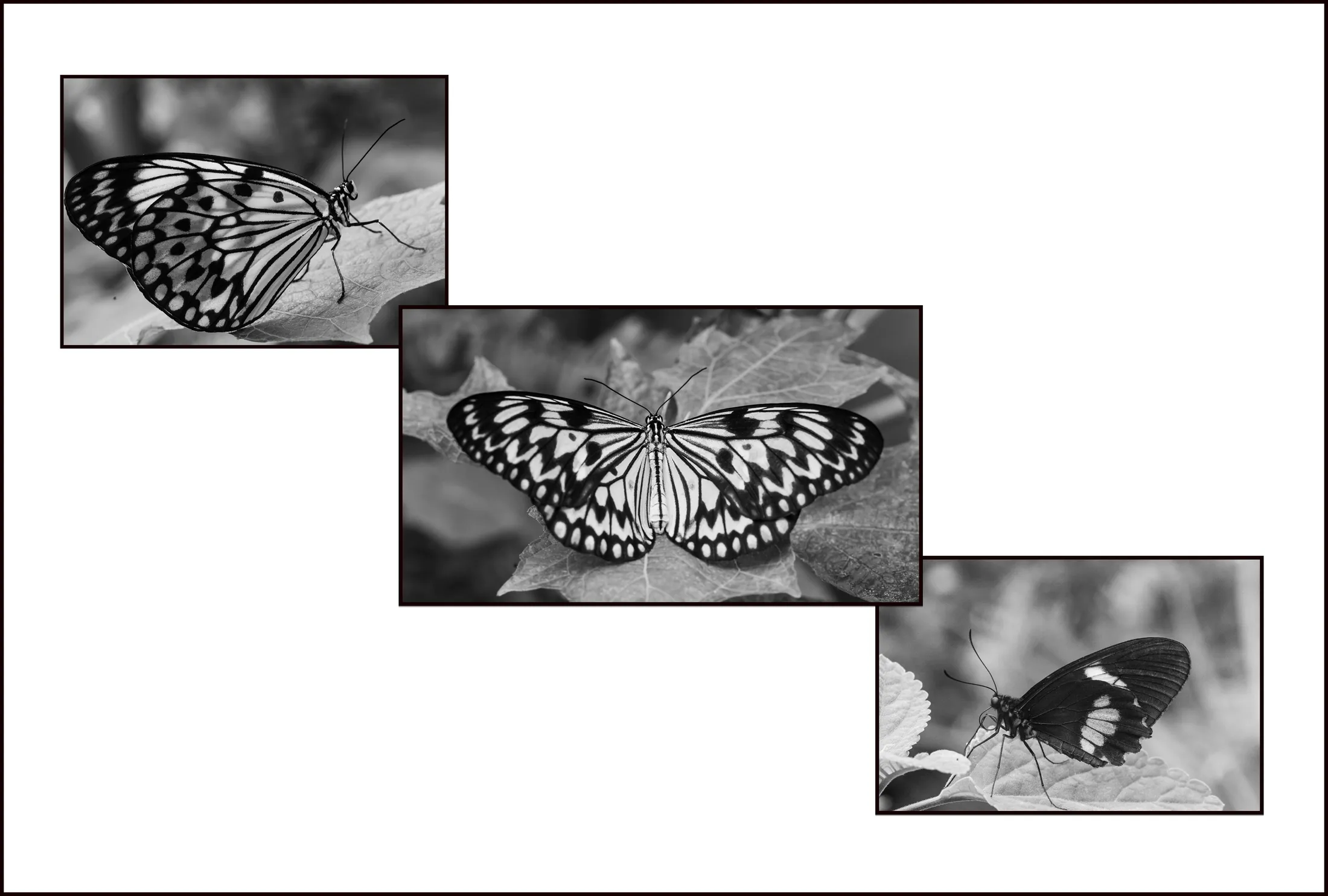 Butterflys Triptych