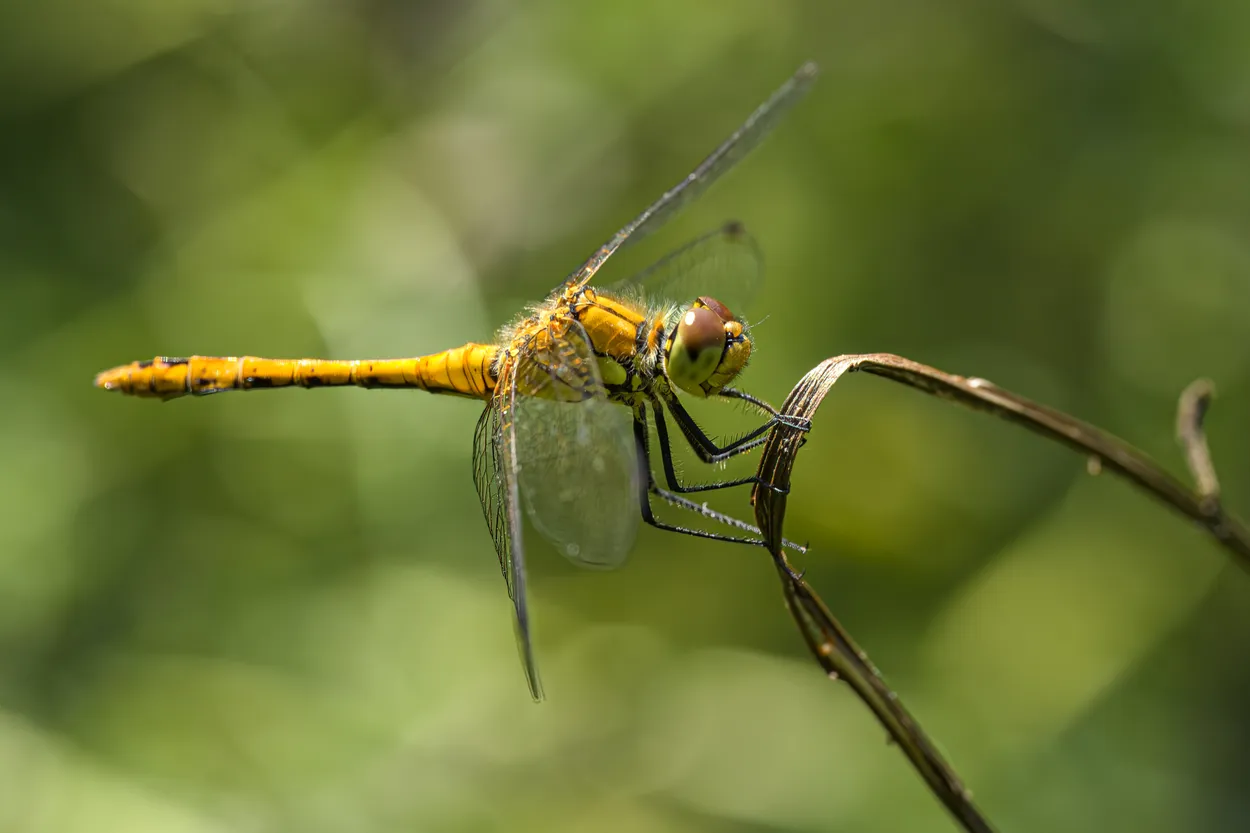 Ruddy darter