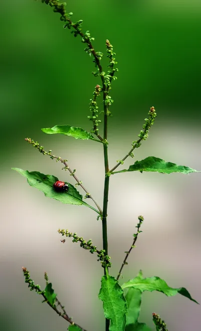 A Garden Weed 🐞