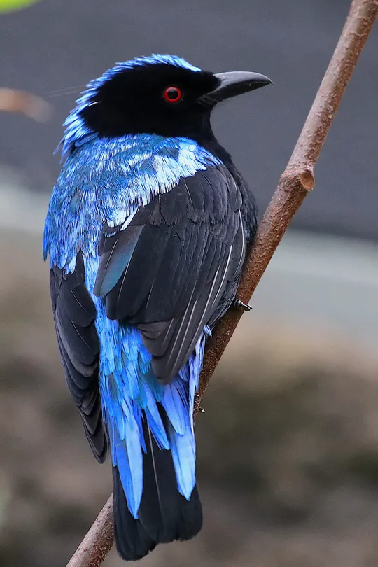 Song sung blue .