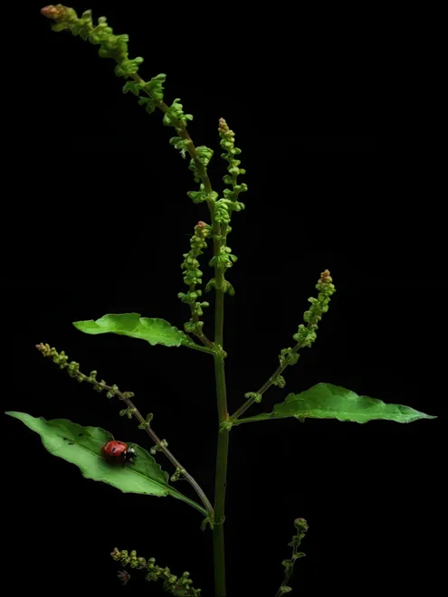 Dock Weed On A Black Background 🖤🐞