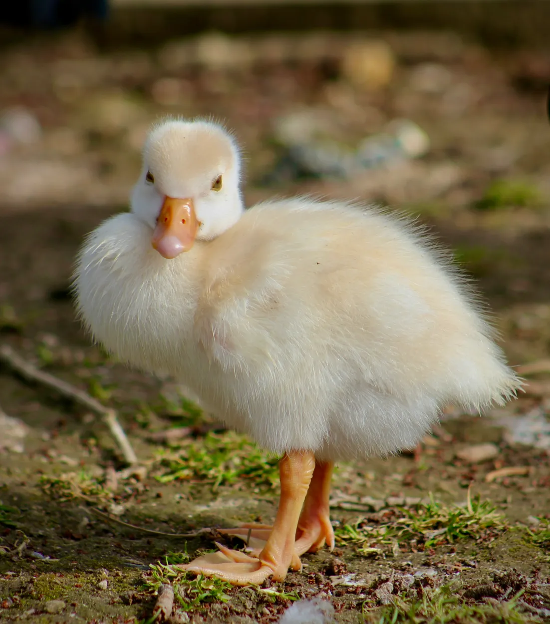 You lookin’ at me?