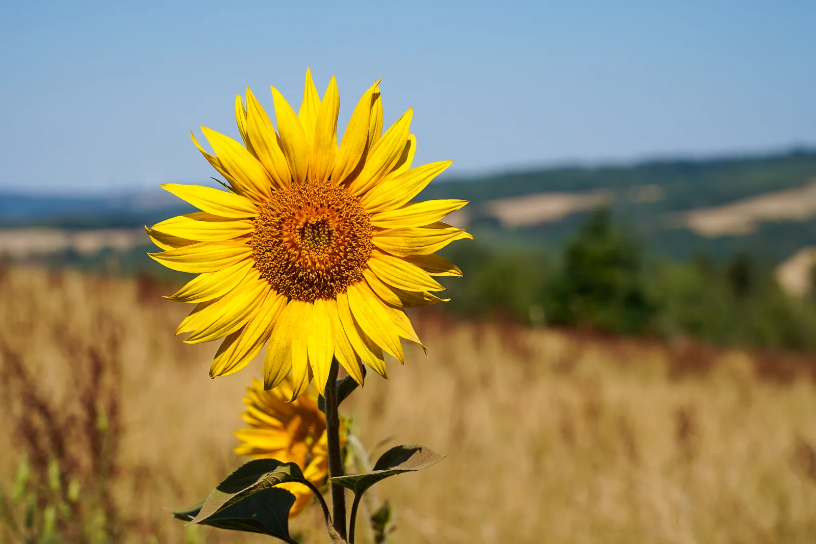 Sunflower