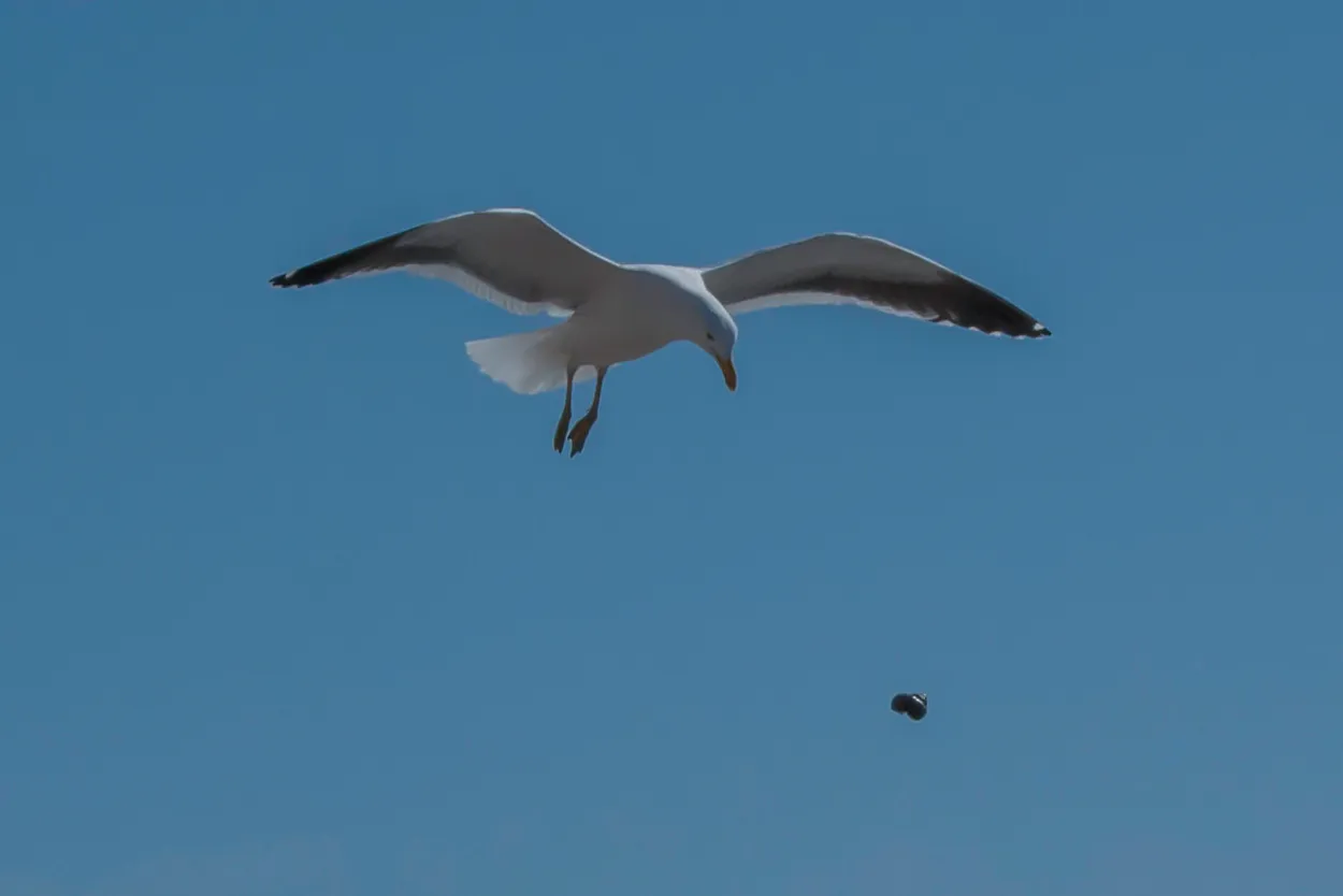 Seagull cracking open shellfish