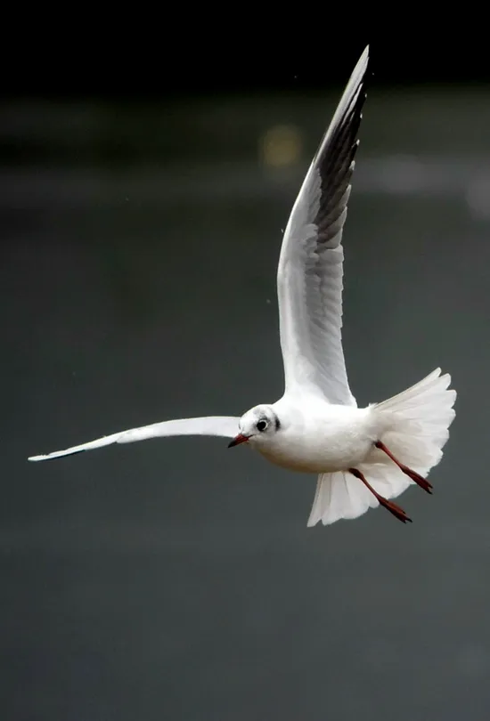 Gull