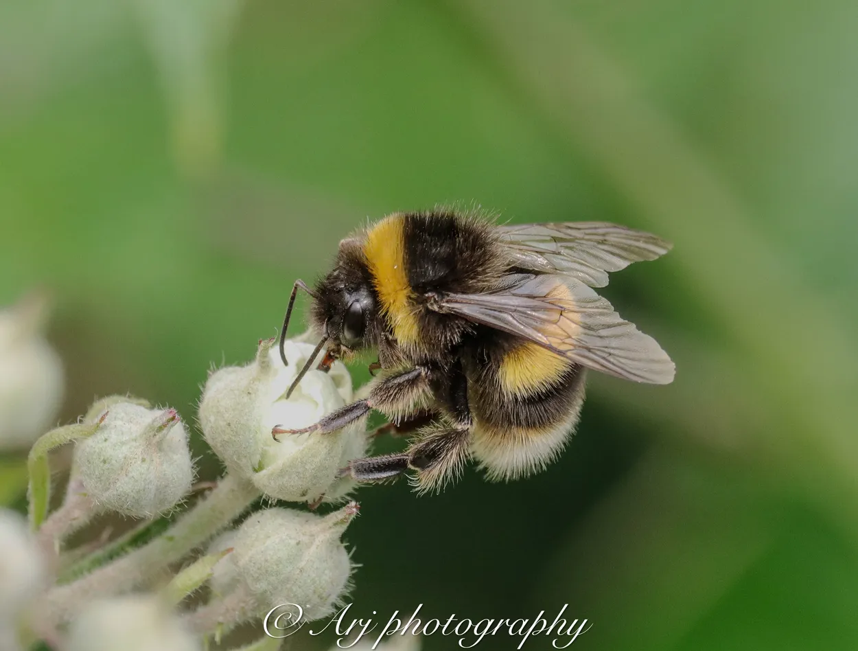 Pollinators !