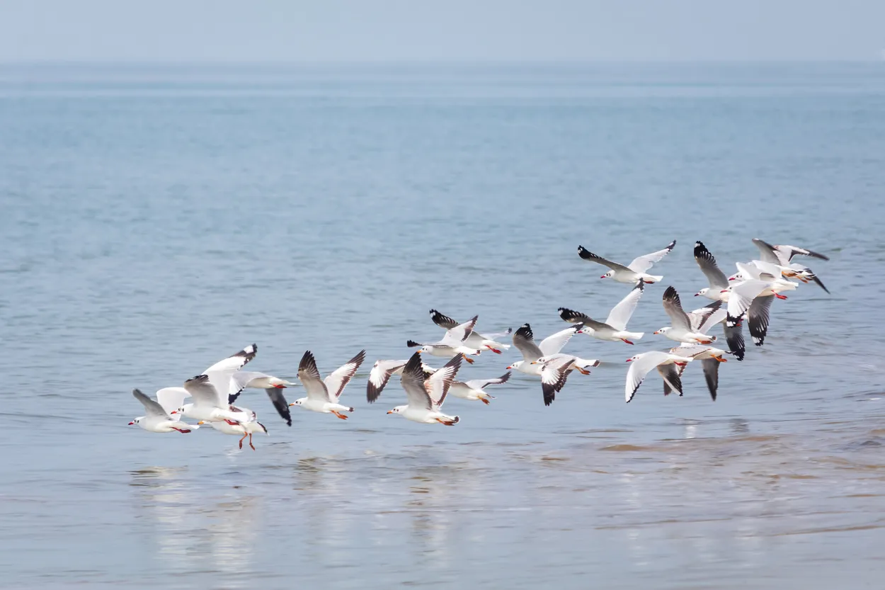 Flock