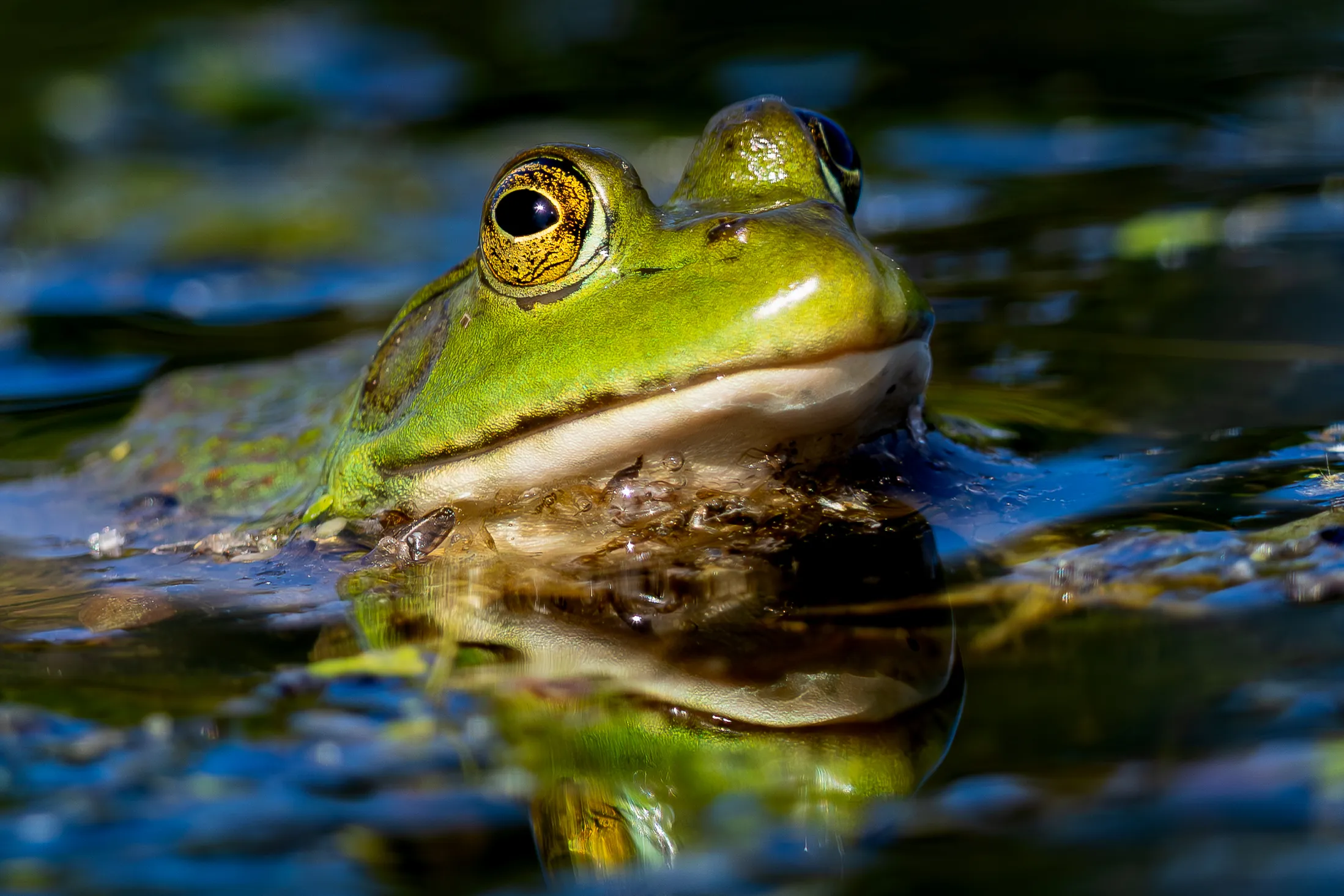 Eye of the Wetlands
