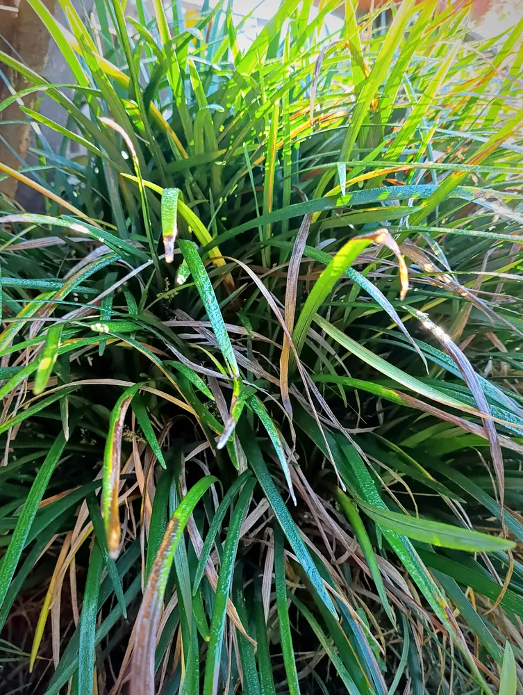 Grass
