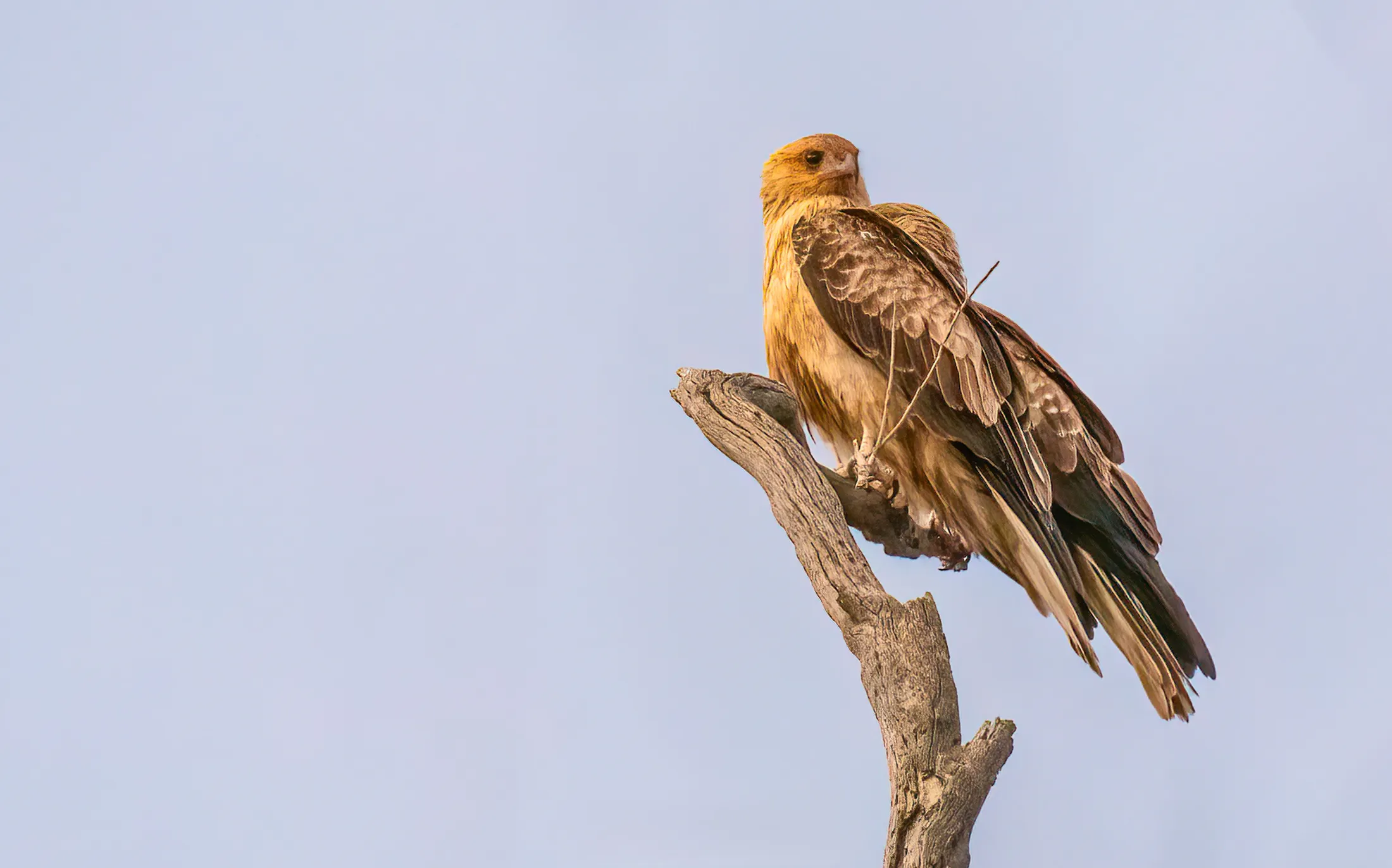 Whistling Kite