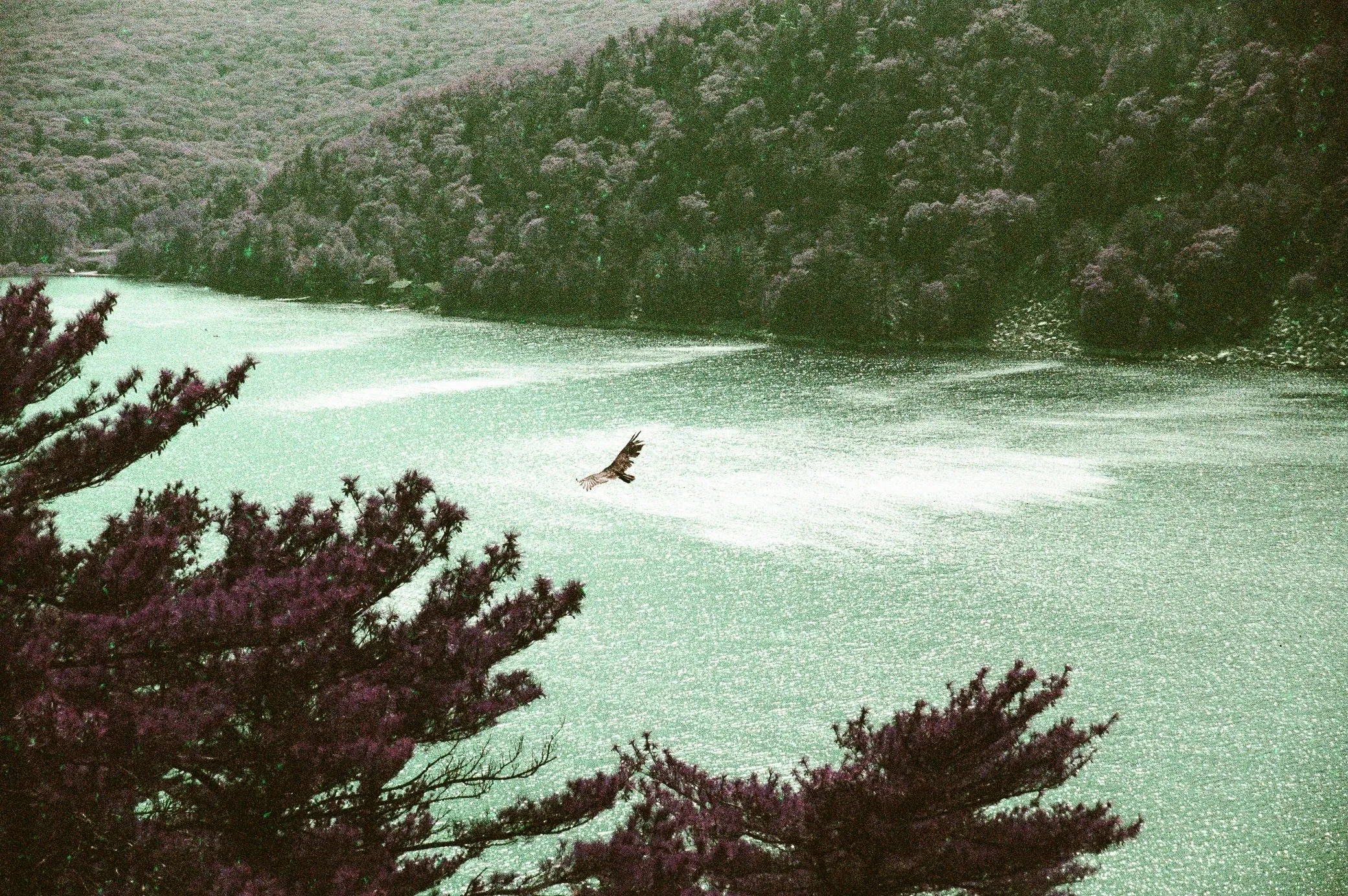 Vulture in Purple at Devil’s Lake