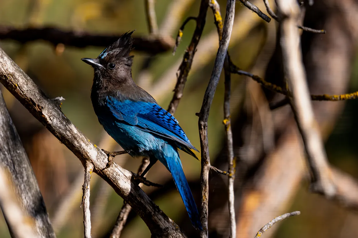Forest Jewel