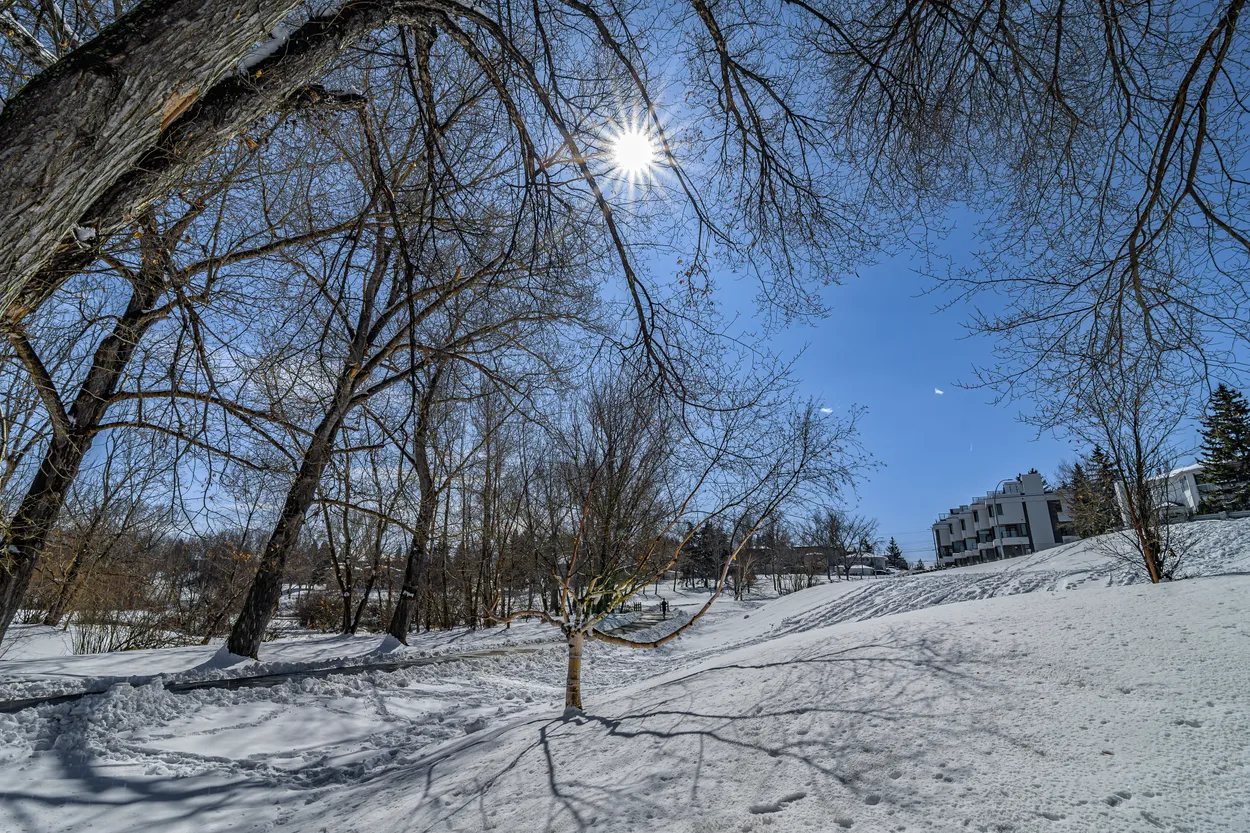 Winter at the Park