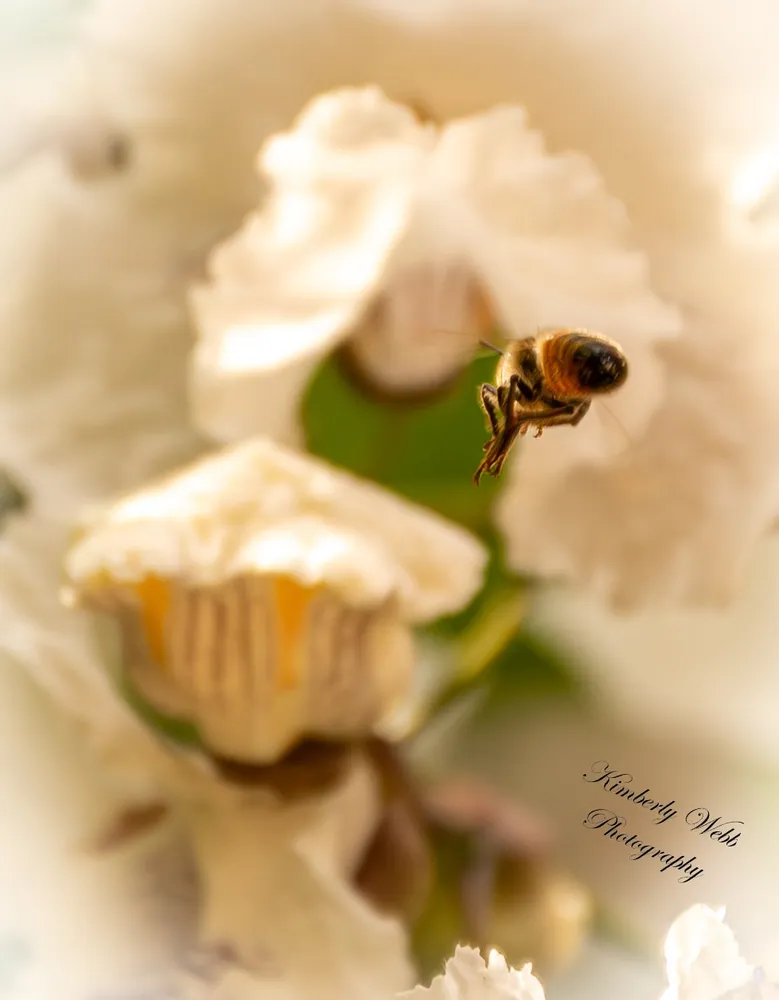 Bee-tween the Blooms