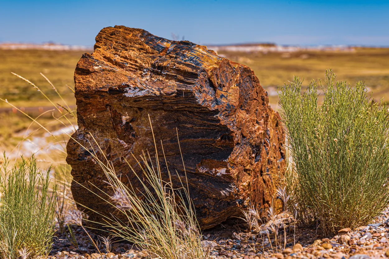 Petrified Wood