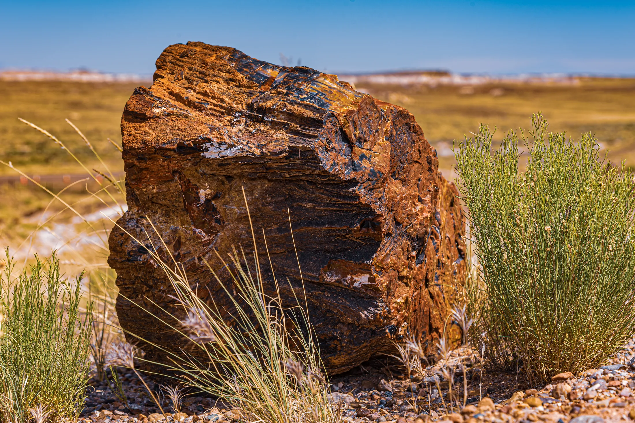 Petrified Wood
