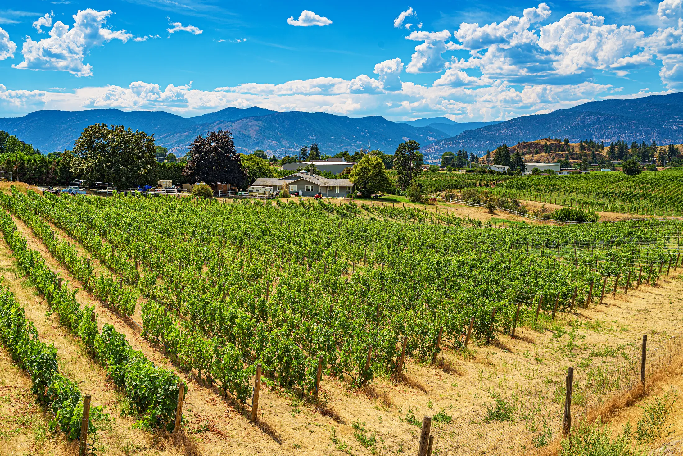 Vineyards in the Okanagan Valley, BC