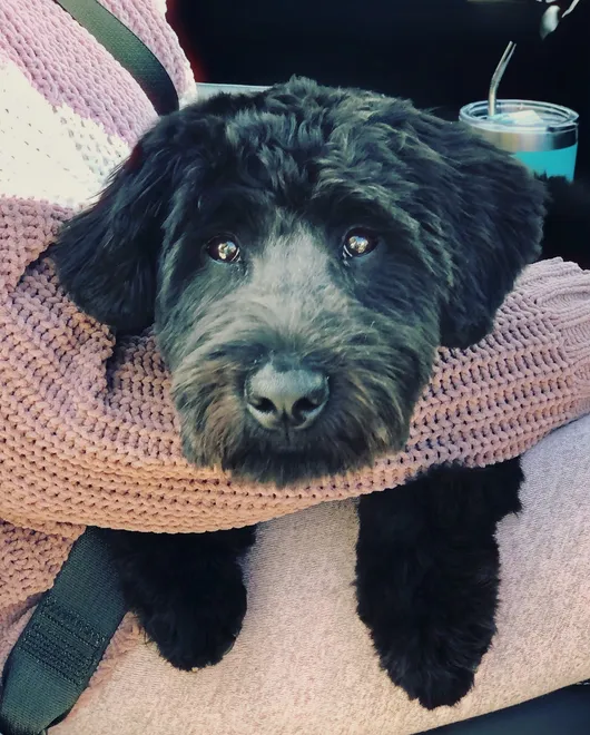 Puppy Vacation