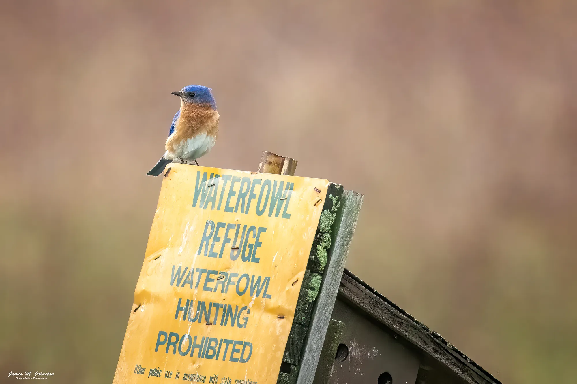 Wildlife Refuge Perch