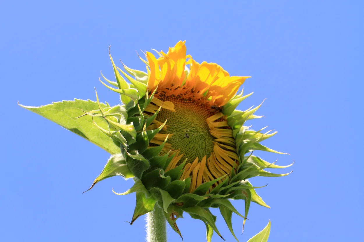 Sunflower with a built-in sun visor