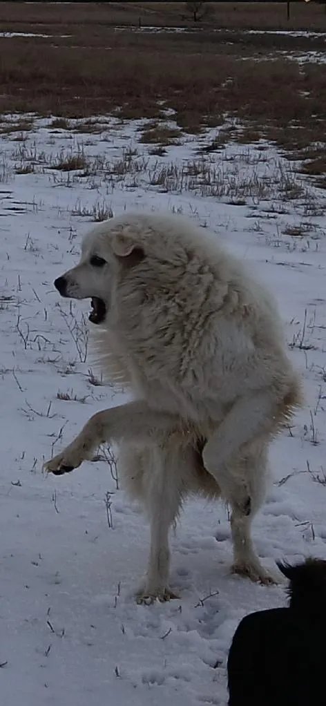 Dog