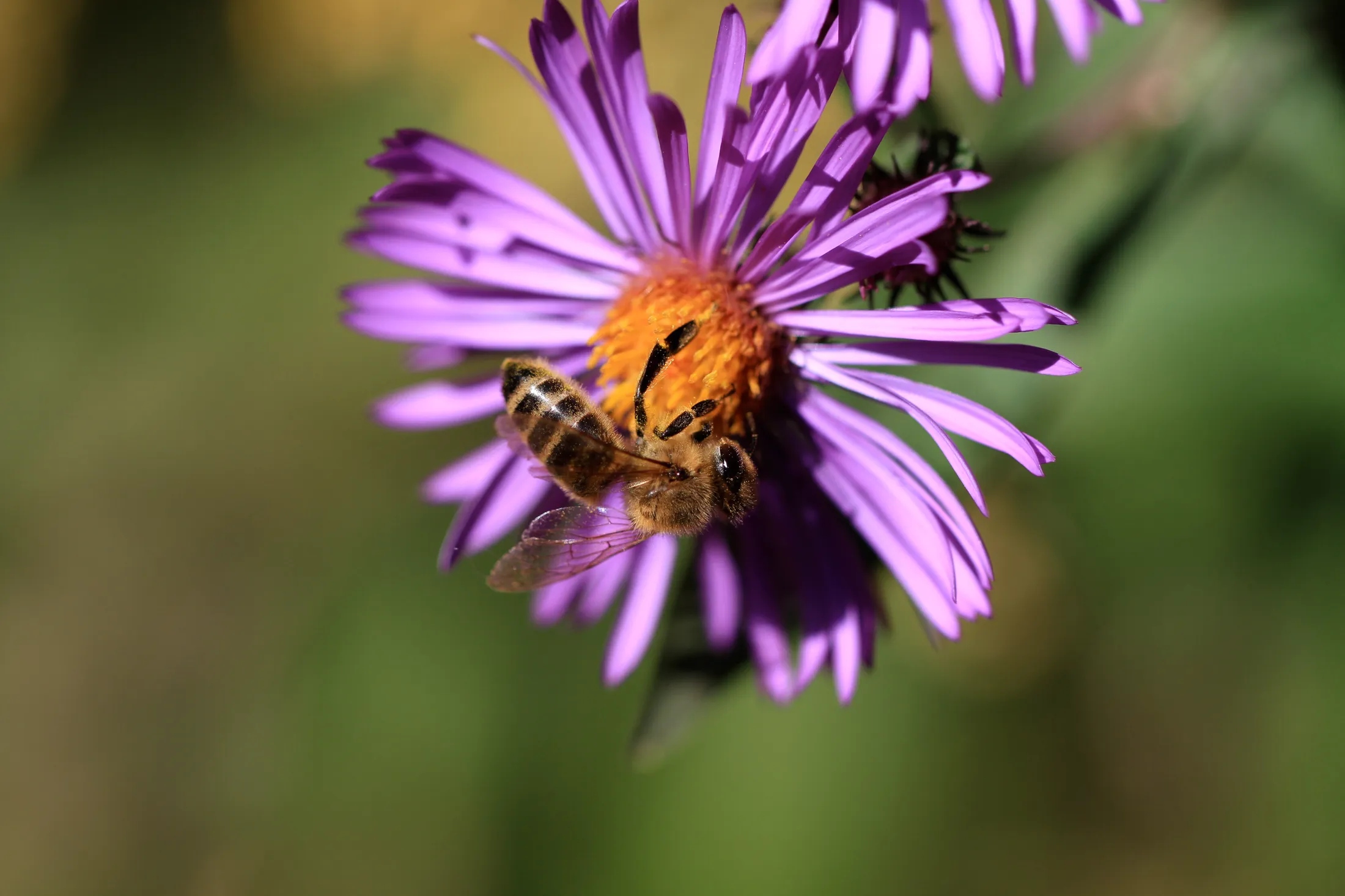 Western Honeybee on Aster