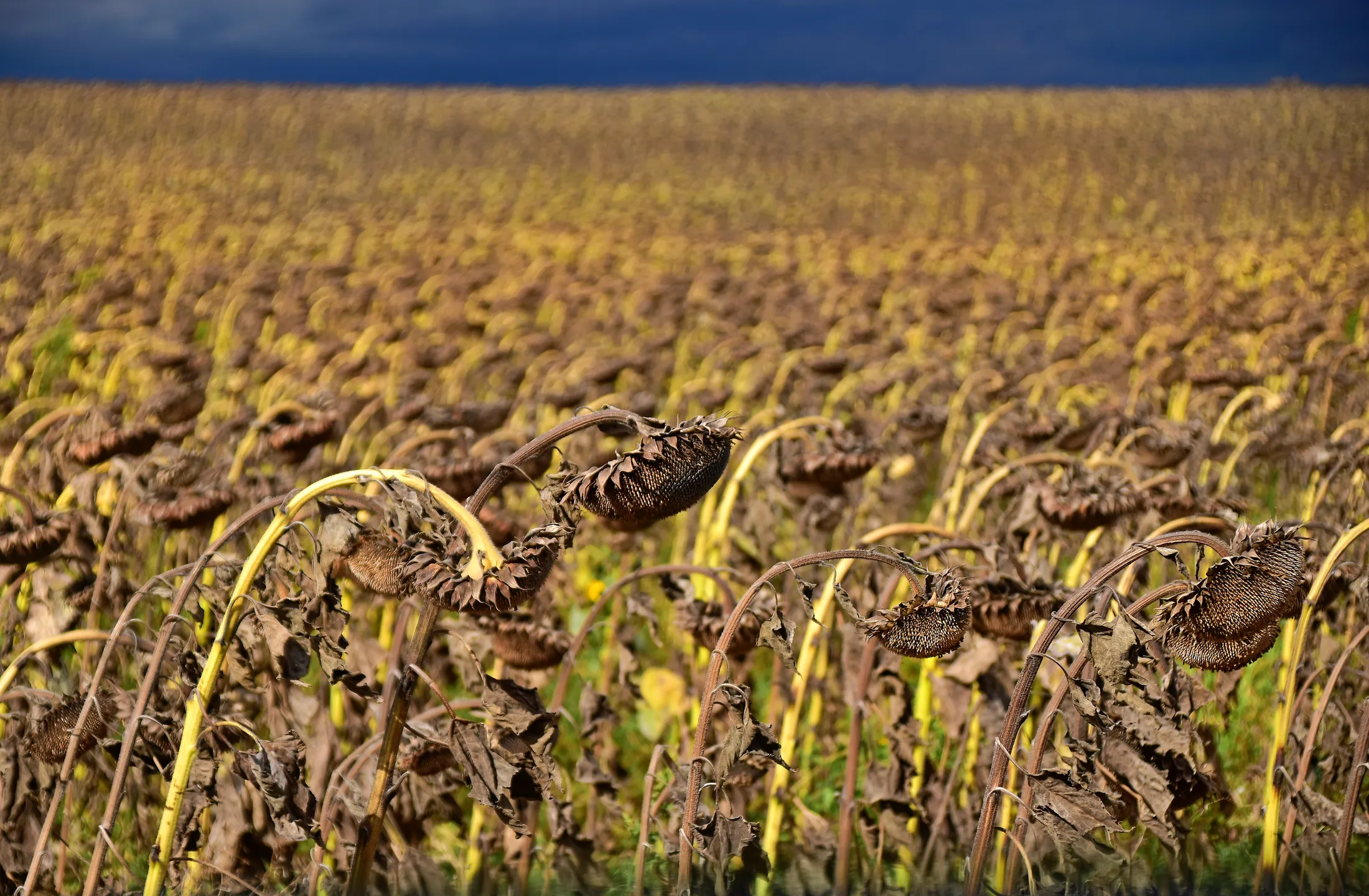 Sunflowers are over.