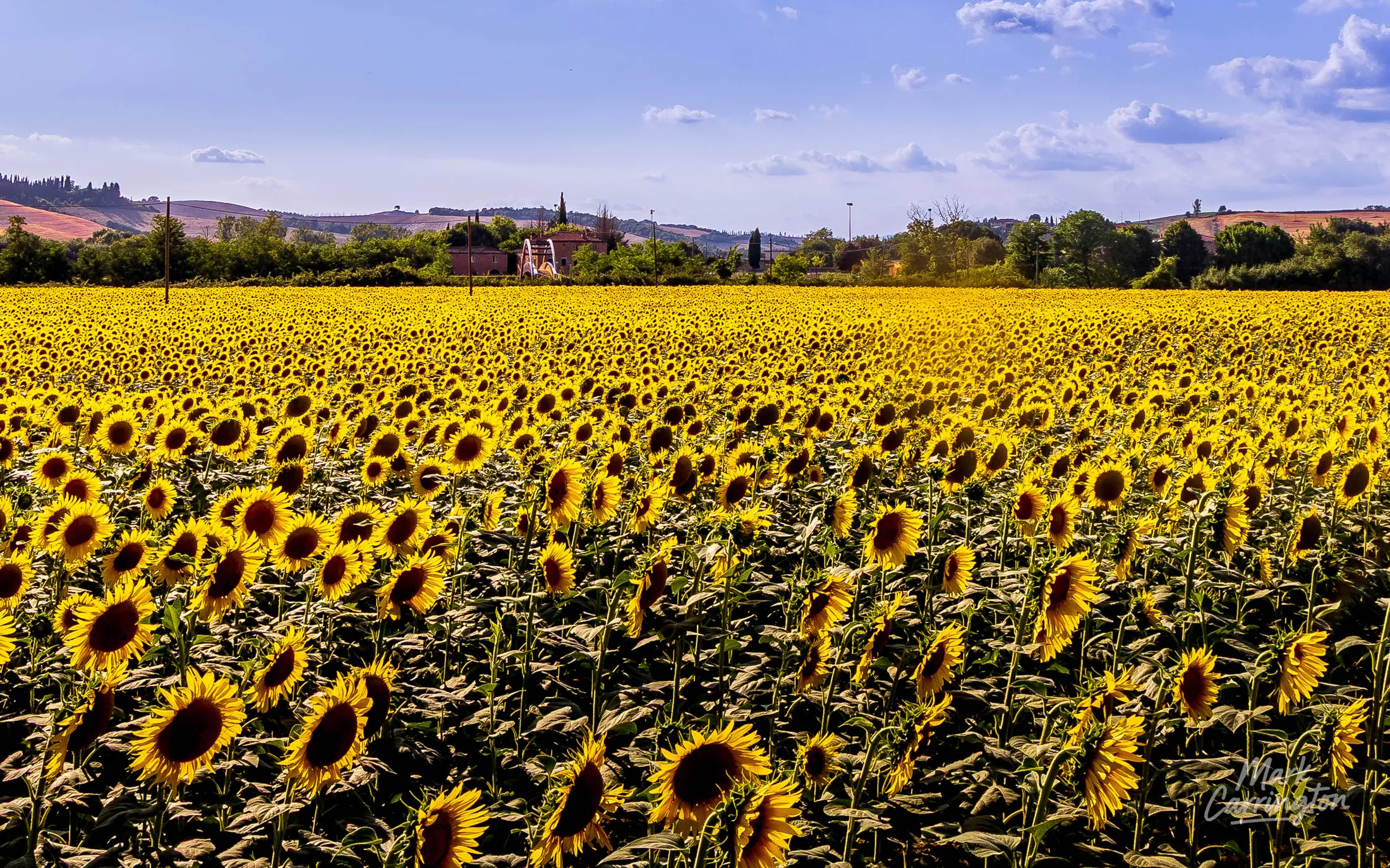 Tuscan Sunflowers