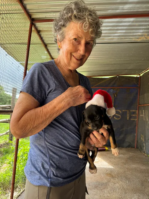 Xmas Puppy