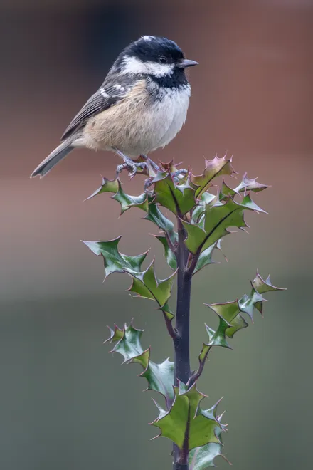 Garden Coal Tit