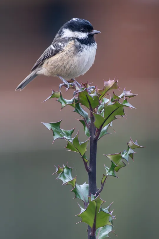Garden Coal Tit