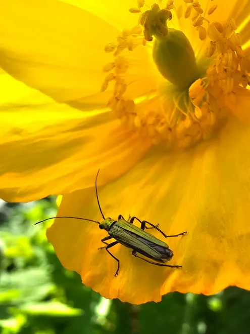 Thick legged flower beetle