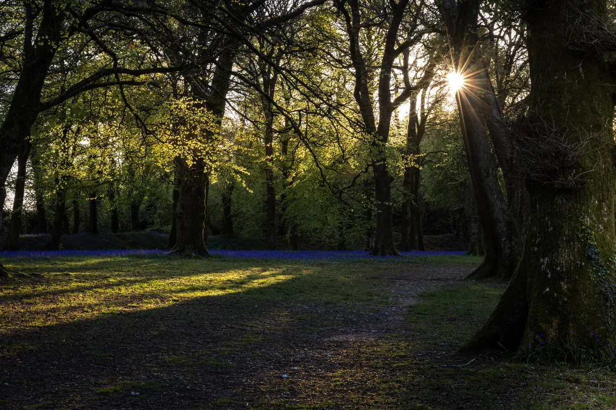 Sunburst in bluebell season