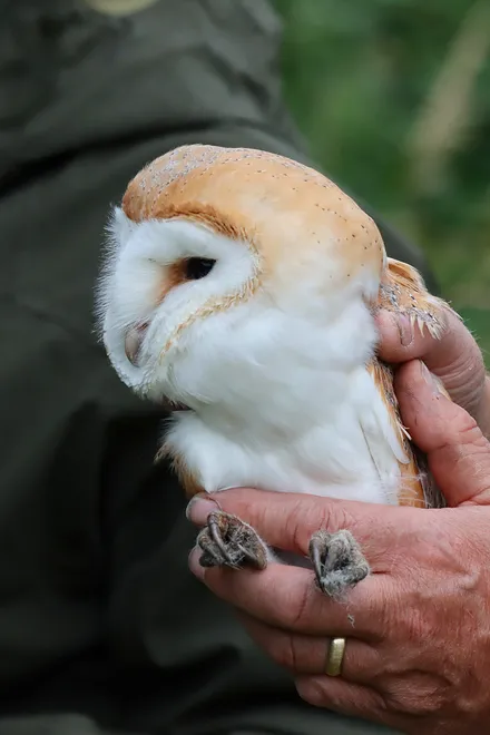 Professionally ringing Barn owl
