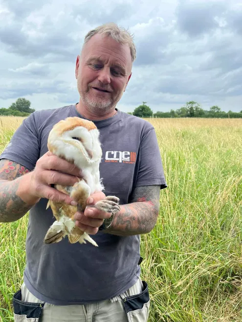 Barn owl ringing