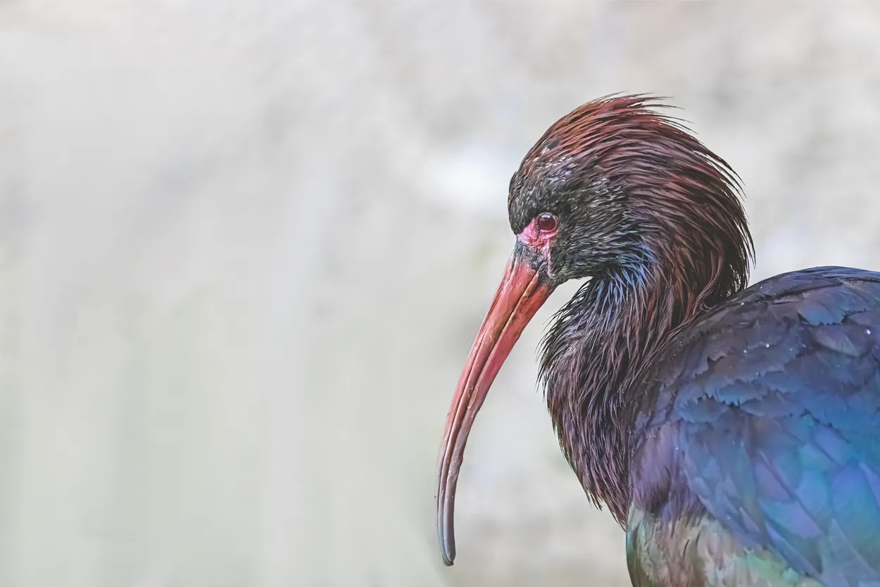 MONSOON GAZE