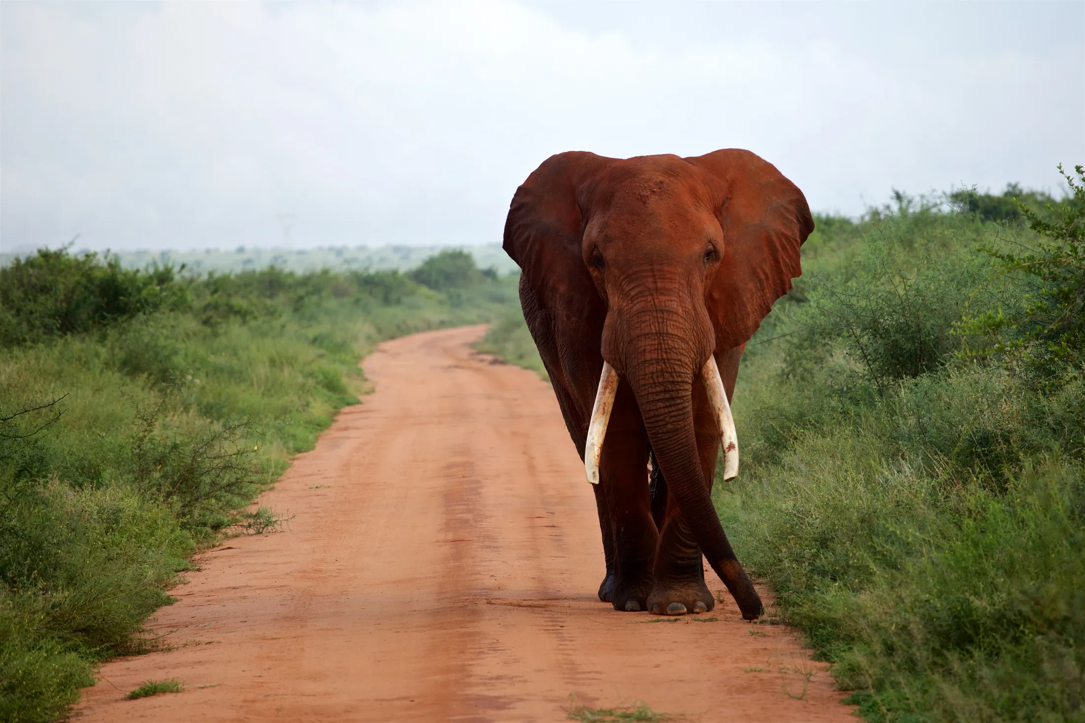 Elephant