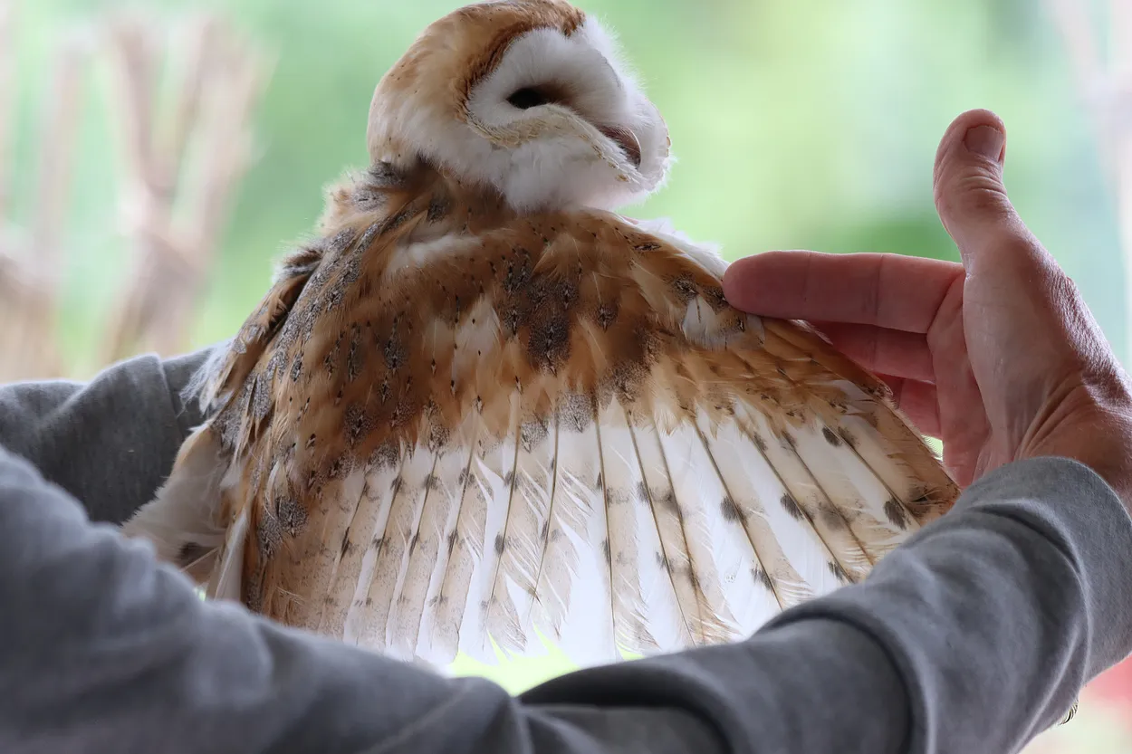 Checking condition of a Barn owl
