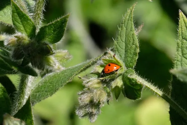 3506 Ladybird in the park