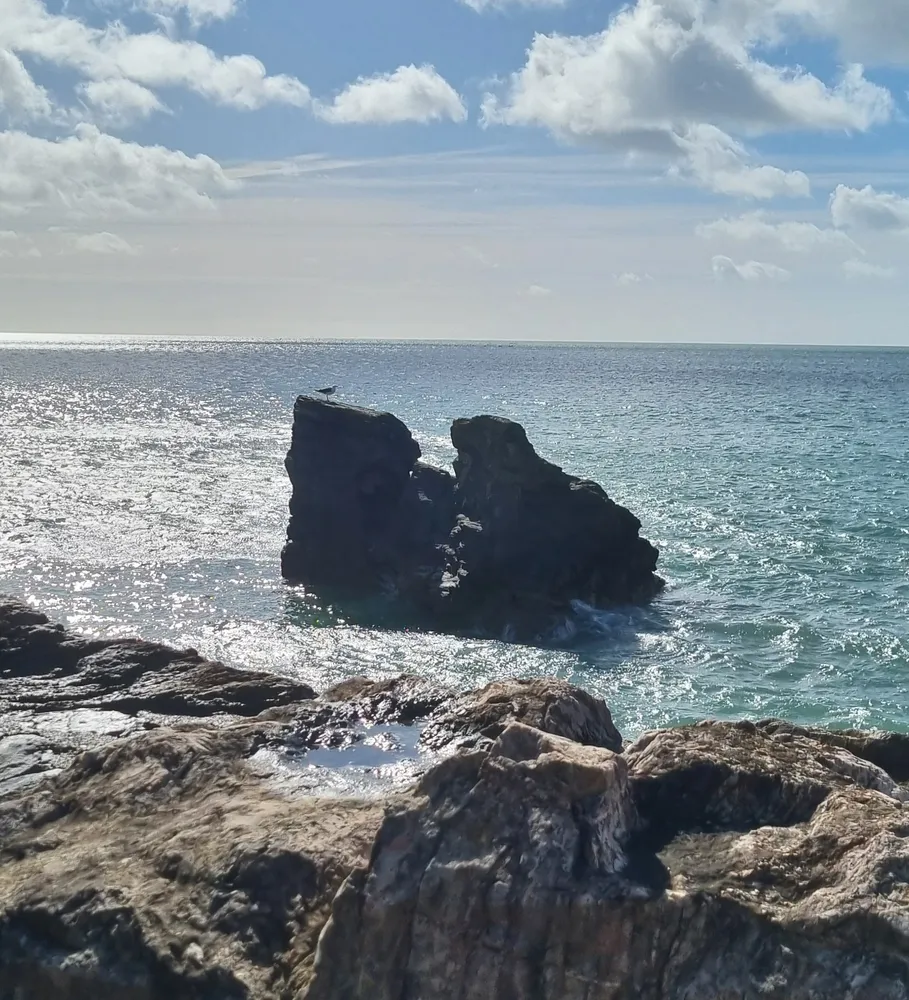 Seagull on a rock