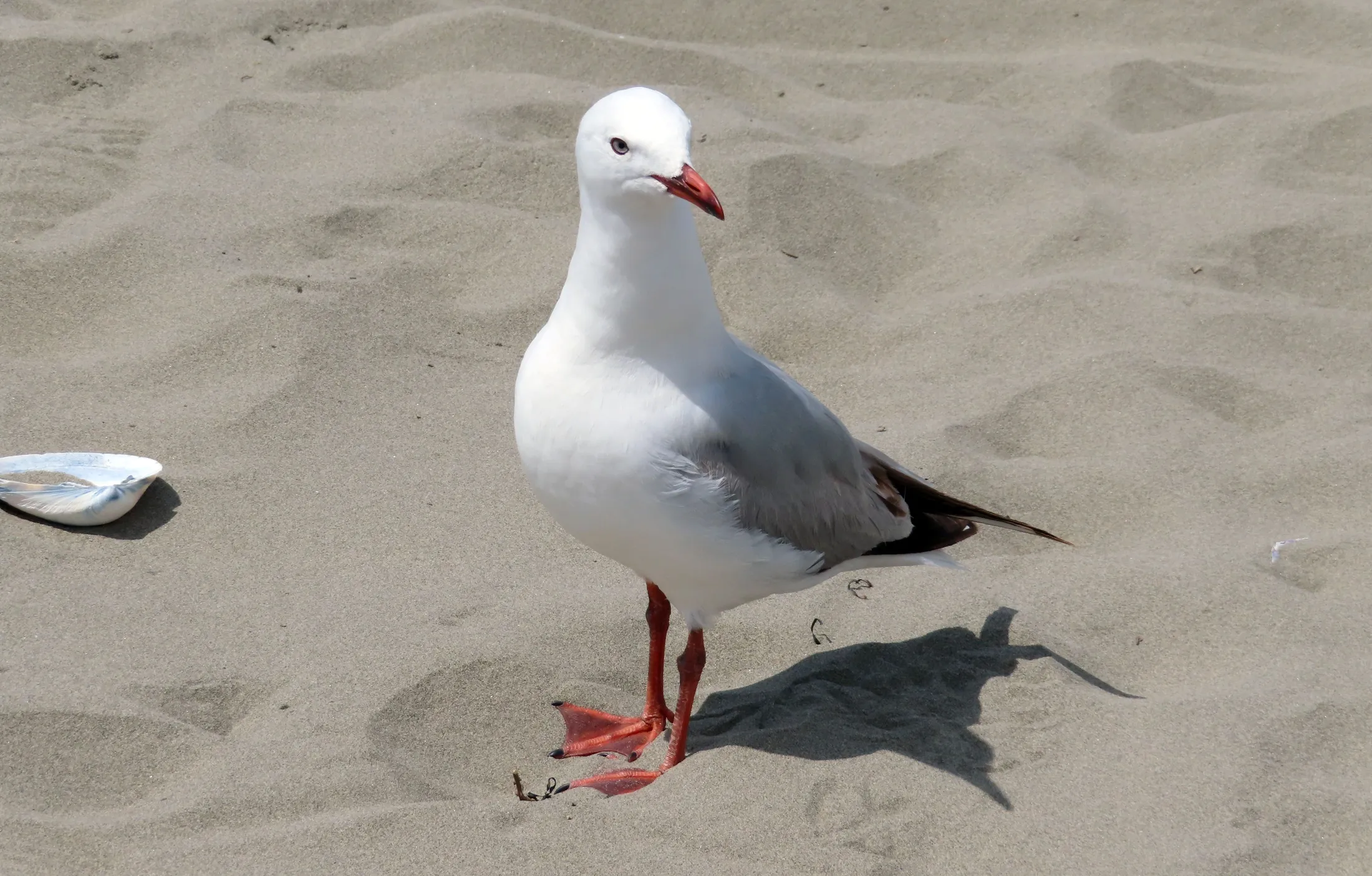 Seagull