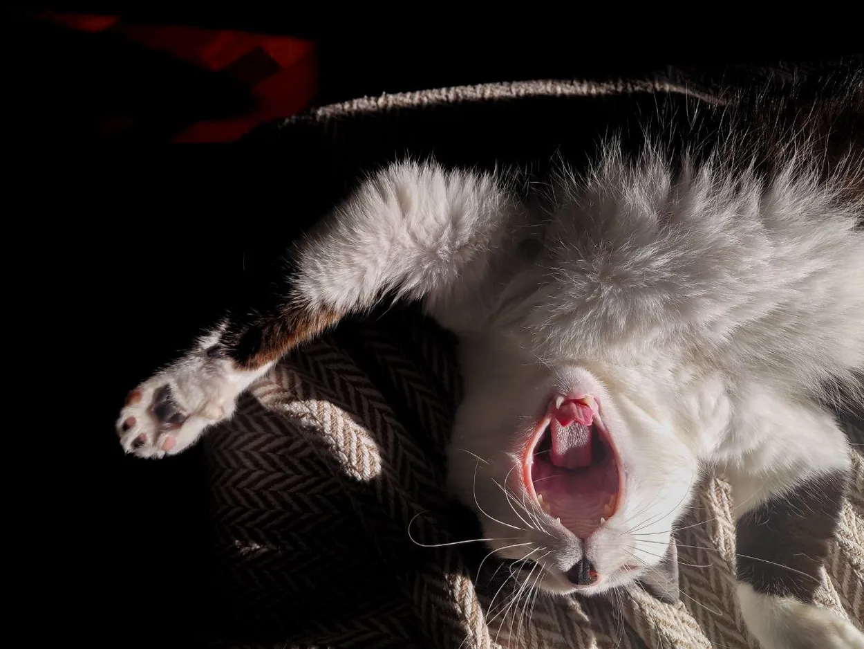 Wakey wakey!