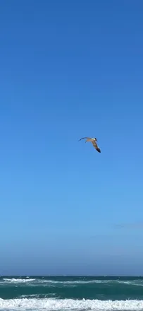Seagull and ocean