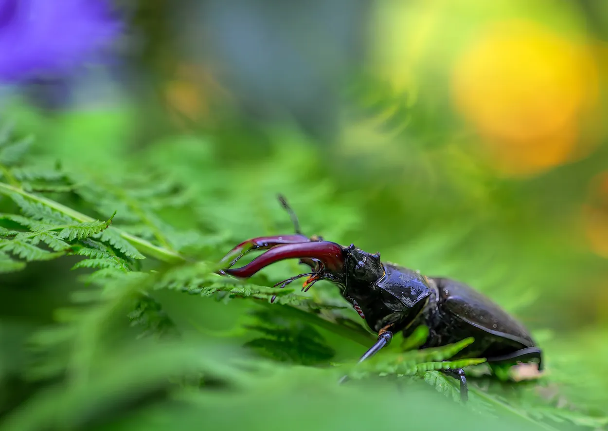 Pincer movement