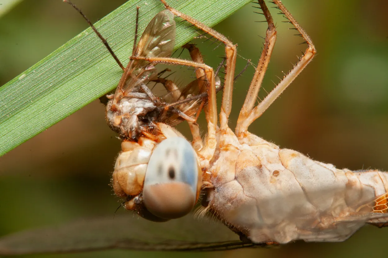 Dragonfly Feeding on Its Prey