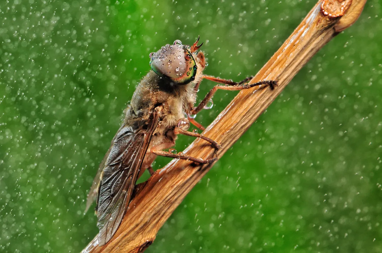Horsefly Resting on a Grass Stem