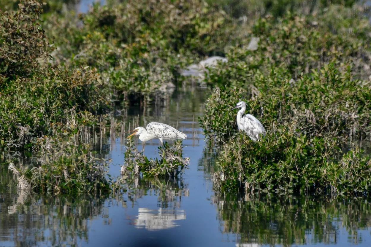 Little Egrets in a Mangrove Channel