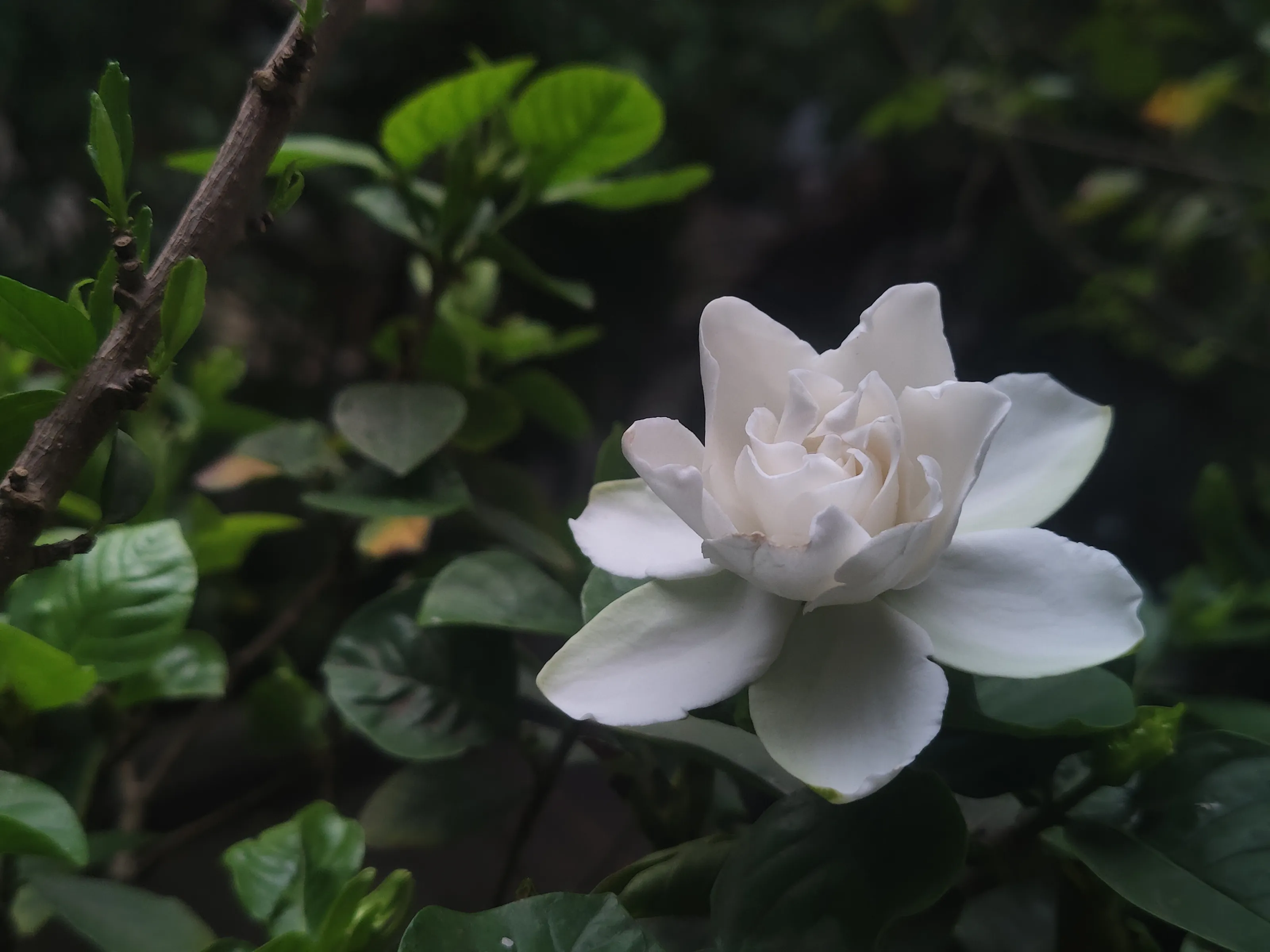 A Bloom Beyond Time